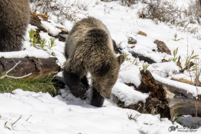 Snow and Cub May 2025